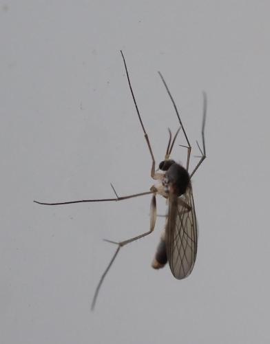 Réf. 244 823 : Phronia sp.